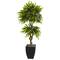 5.5ft. Potted Mango Tree in Decorative Black Planter